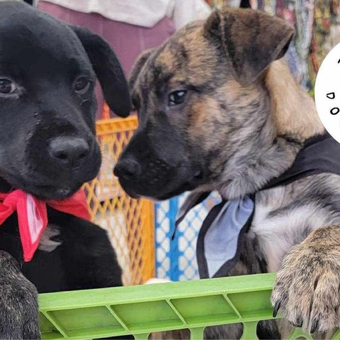 BlackboxMyCar sends out furr-ever love to Tigger’s Dog Rescue in Saskatchewan with a $5,000+ donation to their Pawther's Day Fundraiser - - BlackboxMyCar Canada