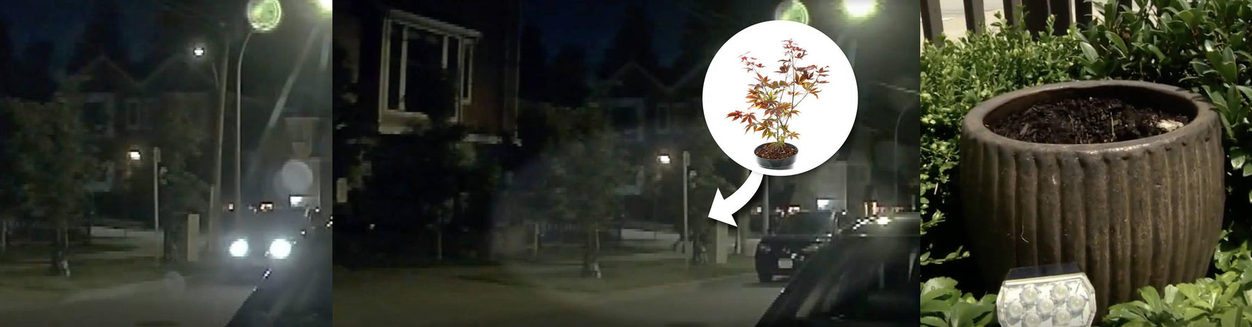 How a Dash Cam Captured the Theft of a Japanese Maple Tree - - BlackboxMyCar Canada